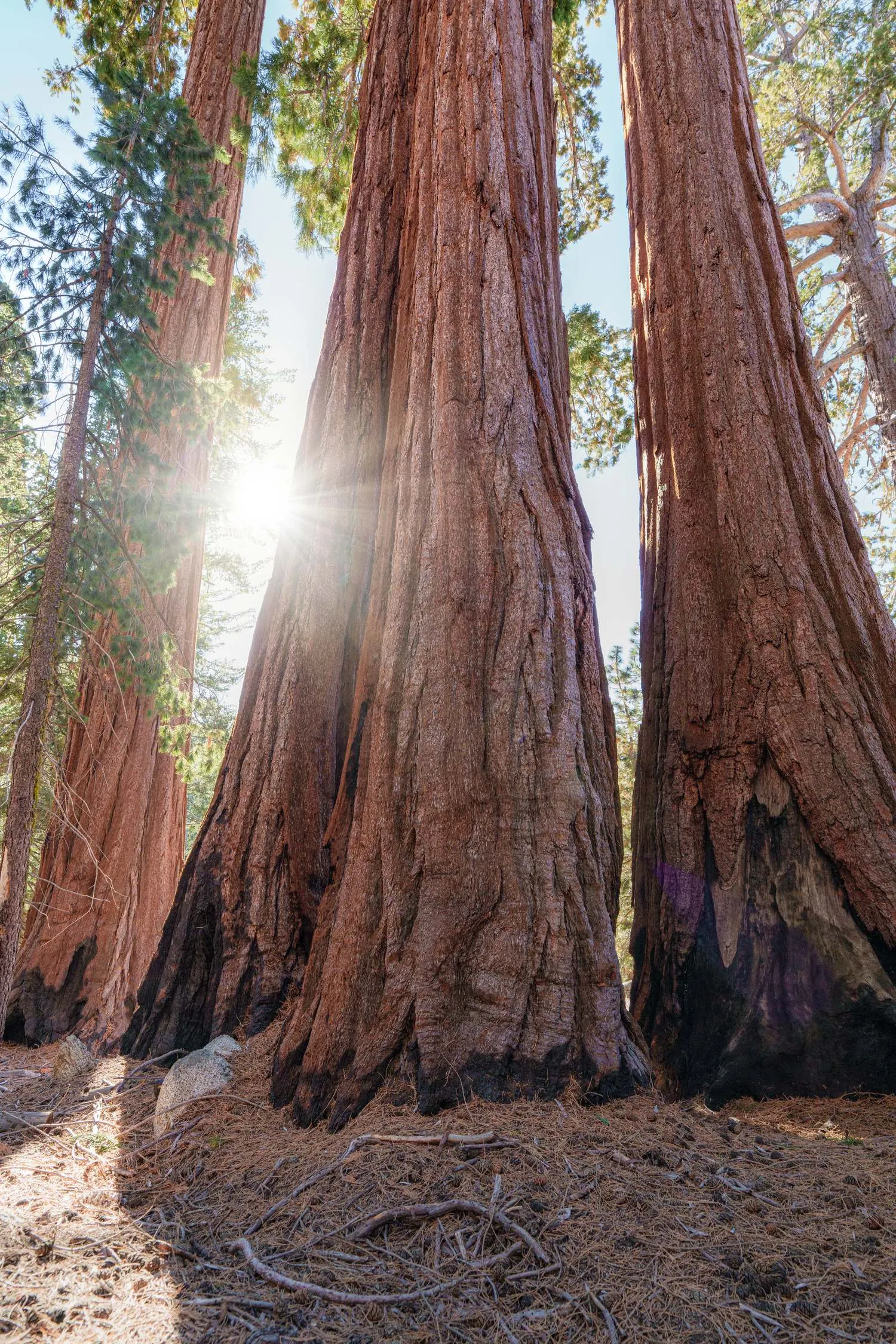 Sunlight breaking through a stand of giant sequoias