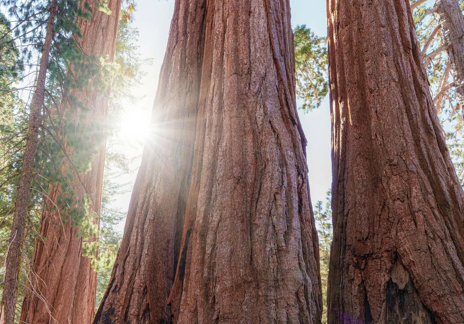 Morning light breaking through a stand of giant sequoia